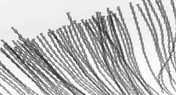 ORNITHOGRAPHIES: Revealing the hidden beauty of bird flights. Xavi Bou