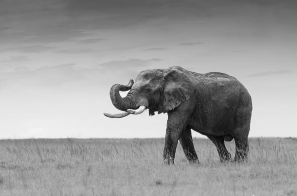 Kenya Safari