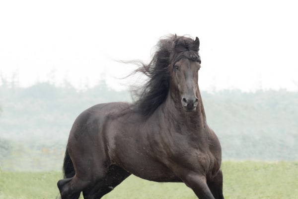 Kate Lloyd, Champion Friesian Stallion, 2016