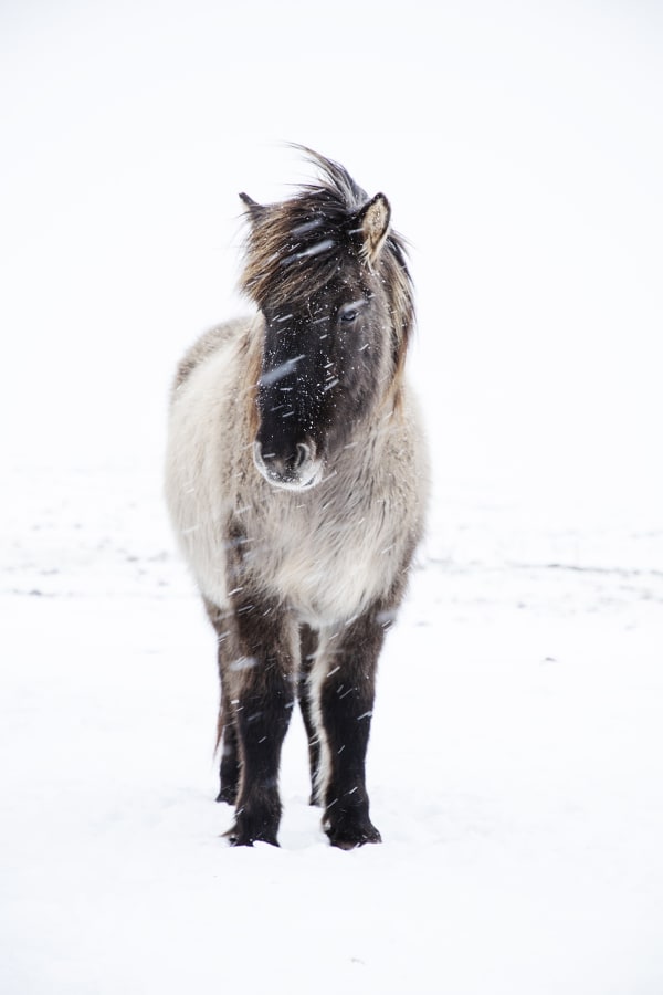 Icelandic Horse in Snow