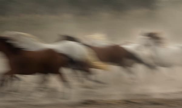 Kate Lloyd, Abstract Herd, 2017