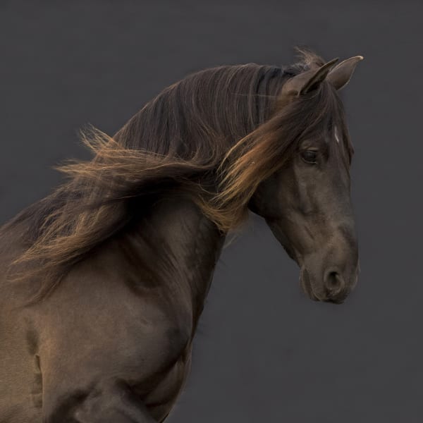 Kate Lloyd, Pearl Horse, 2017