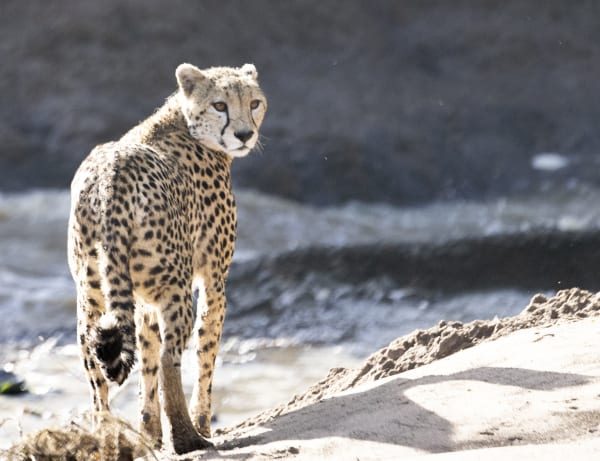 Kate Lloyd, Cheetah, 2024