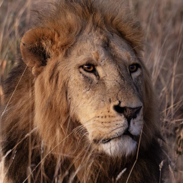 Kate Lloyd, Lion 1, 2024