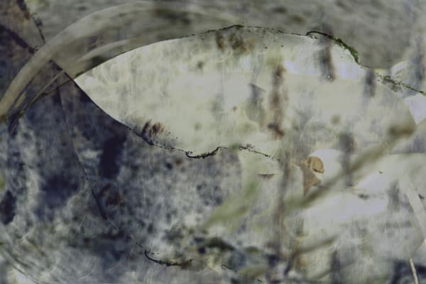 Kate Lloyd, Birchlands, 2021