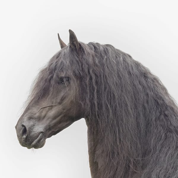 Kate Lloyd, Friesian with Crimped Mane, 2016