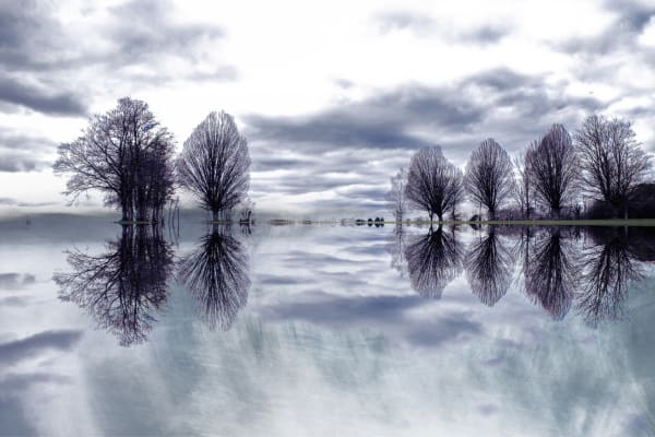 Kate Lloyd, Reflected Trees, 2021