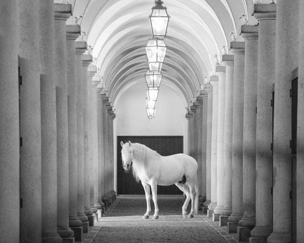 Kate Lloyd, Lusitano in his Stable, 2016