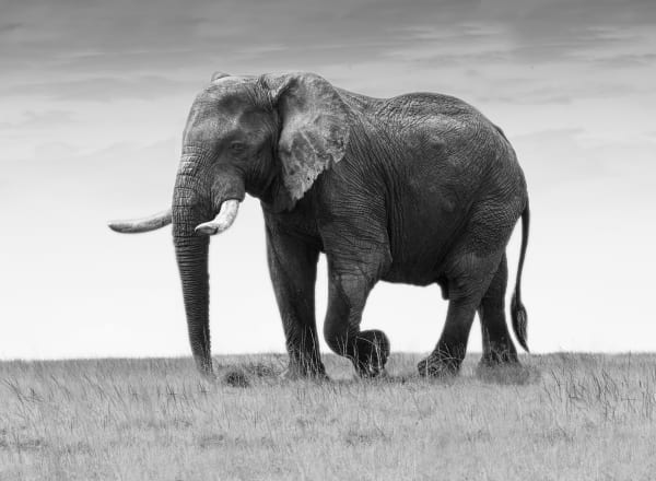 Kate Lloyd, African Elephant 1, 2024