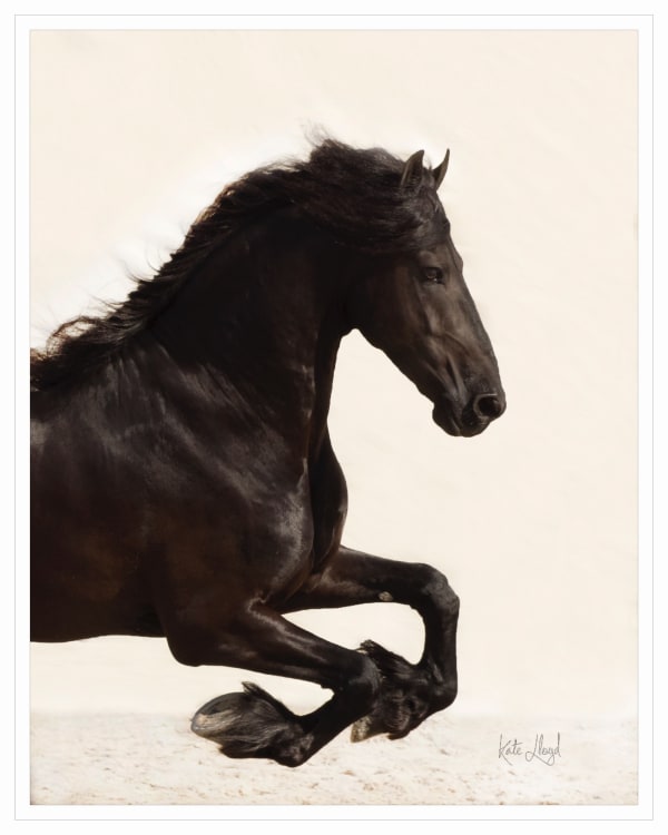 Kate Lloyd, Friesian Horse Galloping, 2016