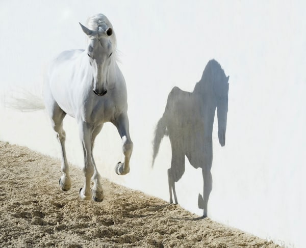 Kate Lloyd, Shadow Horse, 2016