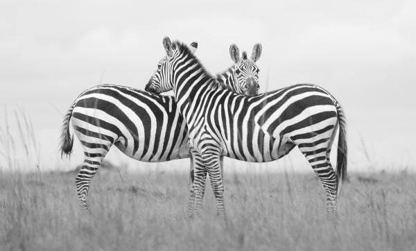 Kate Lloyd, Zebra Pair, 2024