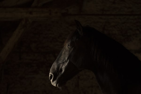 Kate Lloyd, Black Horse in a Dark Barn, 2017