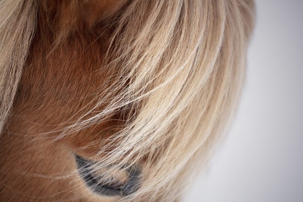 Kate Lloyd, Icelandic Horse Eye in Colour, 2019