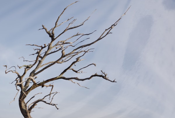 Kate Lloyd, Winter Tree 1, 2021