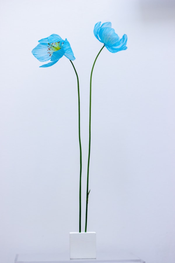 William Amor, Méconopsis Polutea , 2023