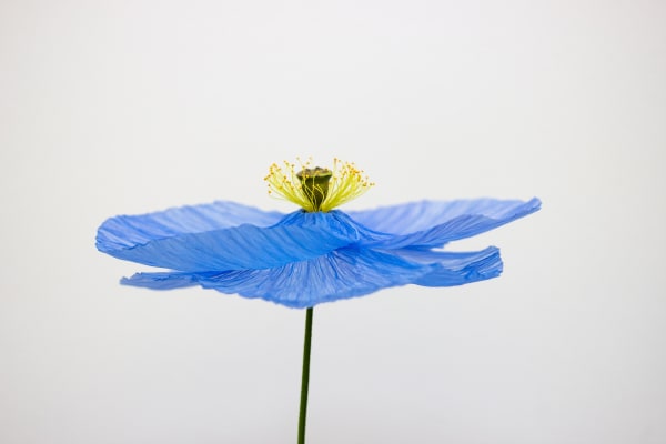 William Amor, Papaver Pergelisol 'Méconopsis', 2023