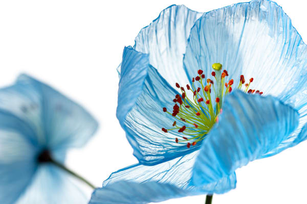 William Amor, Méconopsis Polutea , 2022