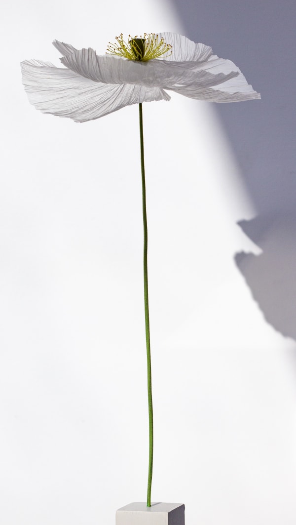 William Amor, Papaver Pergelisol 'Cristal', 2021