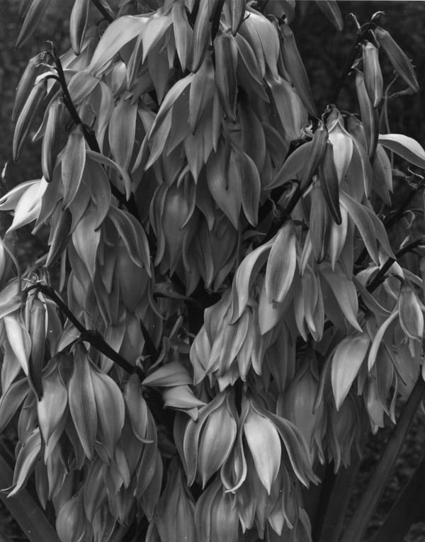 MADE IN USA, Luiz Carlos Felizardo