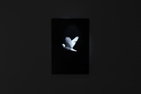 New Forest by Robert Zhao Renhui