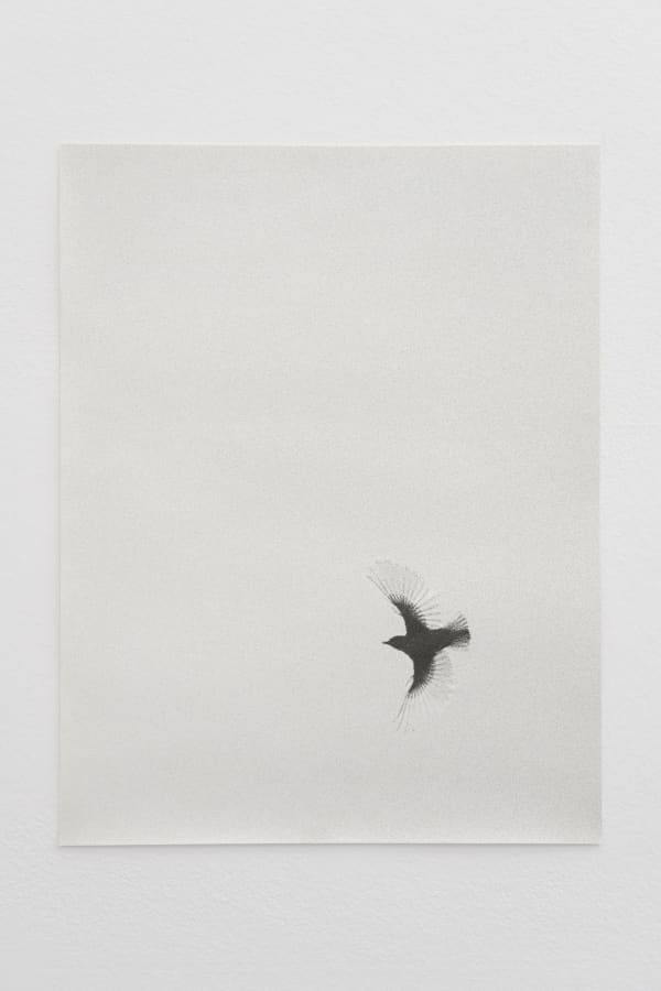 Jochen Lempert, Muscicapa I, 2021