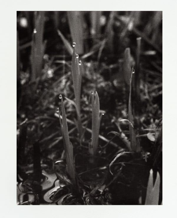 Jochen Lempert, Guttationstropfen, 2022