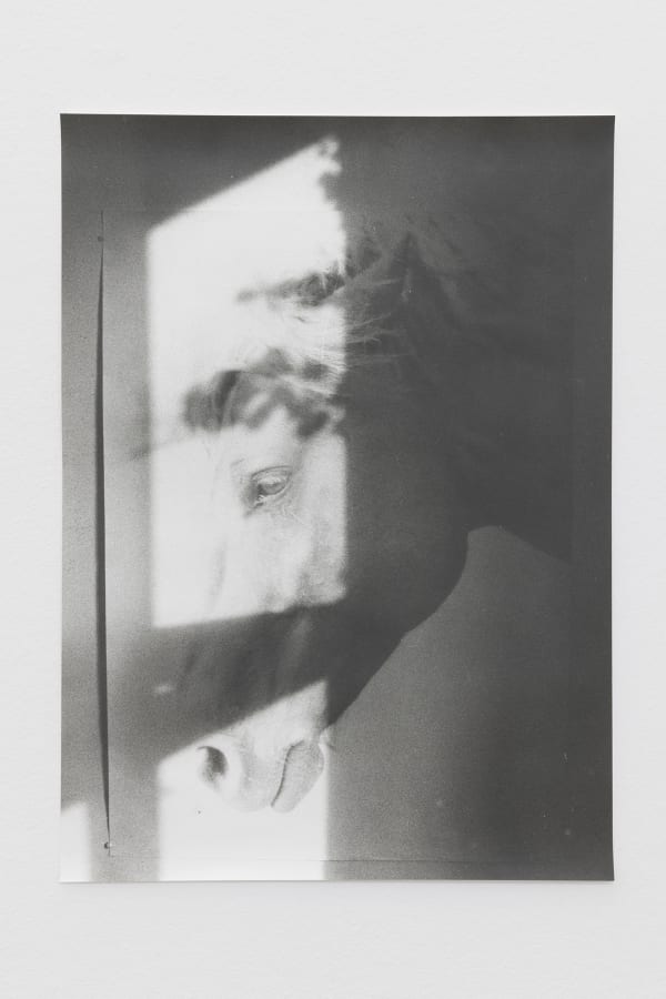 Jochen Lempert, Ivy Shadow and Horse, 2021