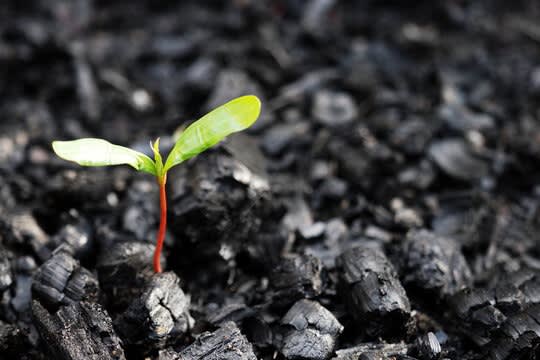 ...ash chokes the earth but nourishes the soil...