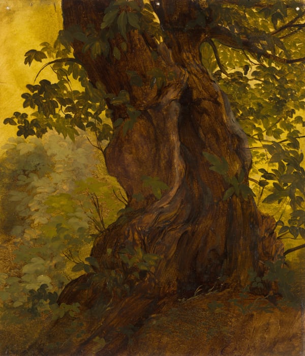 GIOVANNI BATTISTA CAMUCCINI Studio di albero, c. 1840