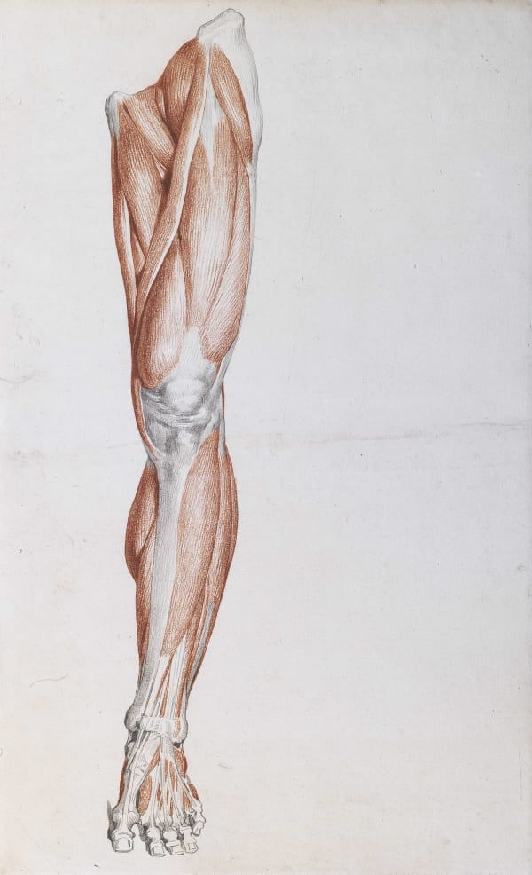 Thigh, knee, leg and foot