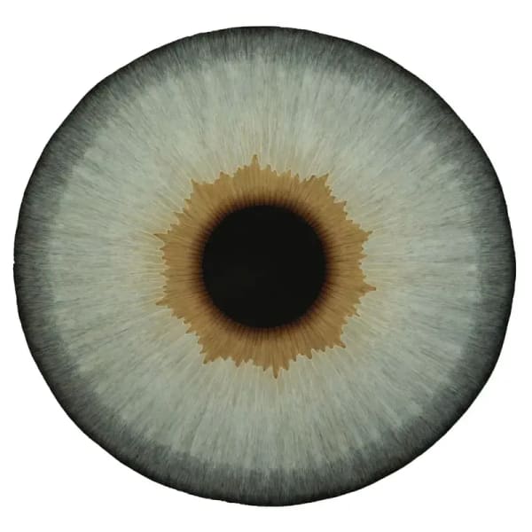 Ulla Wiggen, Iris XXIV Maja, 2021. Private. Photo: Ulla Wiggen, courtesy of the artist and Galerie Buchholz