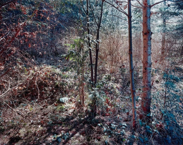 Forest Thicket, Composition No. 05, 2022