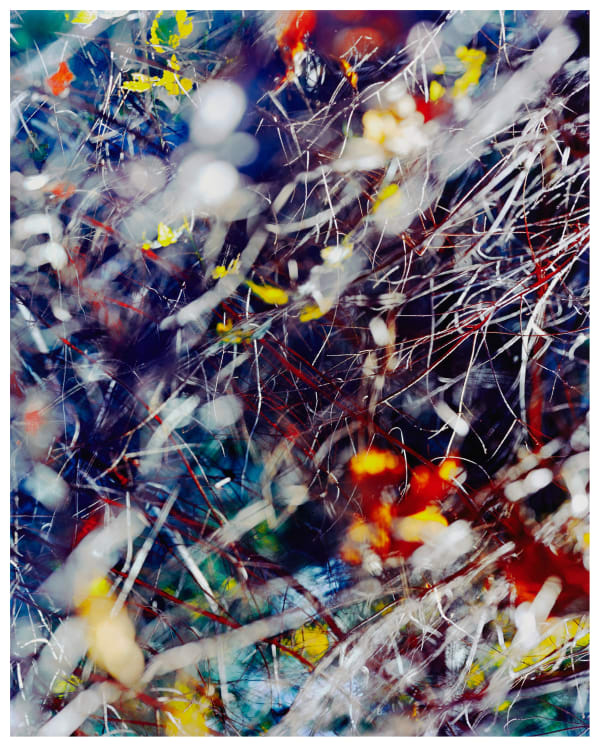 Forest Thicket, Composition No. 04, 2023