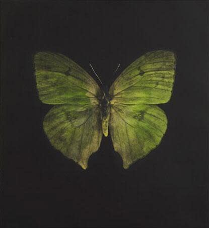 Hirst Butterfly Green print