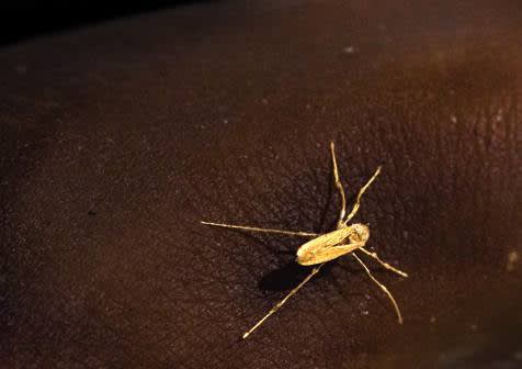 roux-fouillet Moustik sculpture