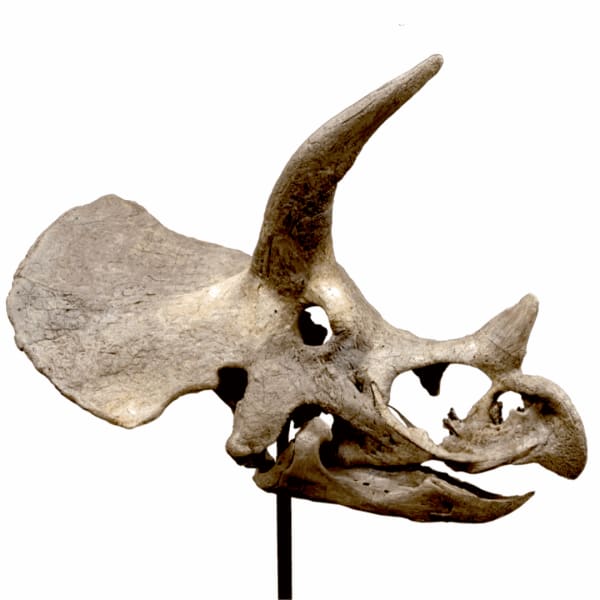 Art of Nature 50 Million Years