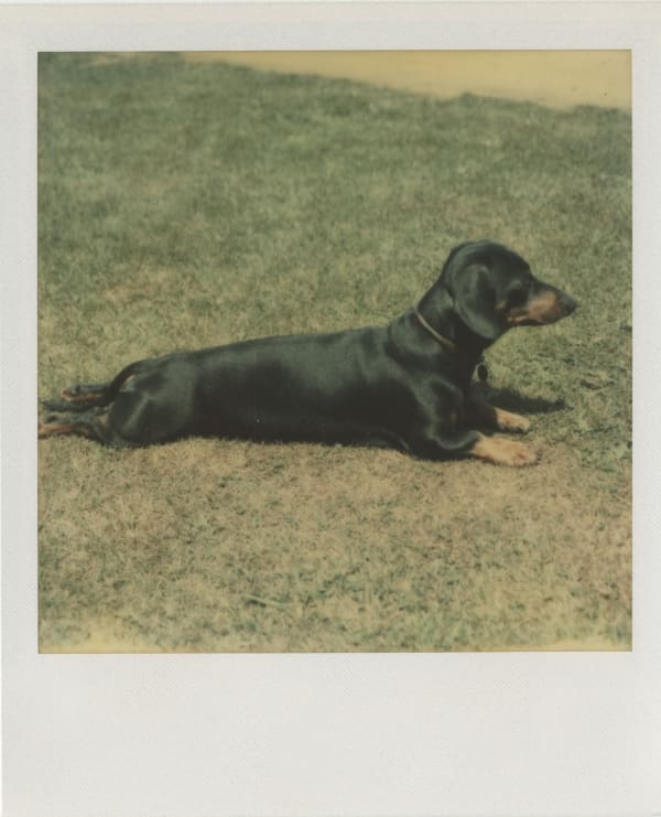 Andy Warhol Archie on the grass, 1973 4 1/4 x 3 1/2 inches Polaroid