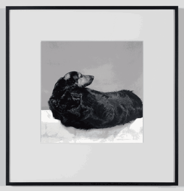 Robert Mapplethorpe Muffin, 1981 Gelatin silver print / printed 2011 20 x 16 inches