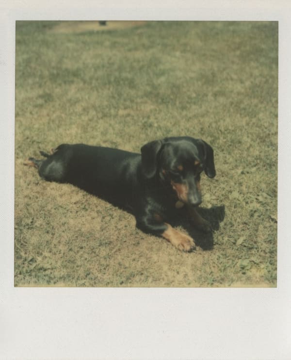 Andy Warhol Archie on the grass, 1973 4 1/4 x 3 1/2 inches Polaroid