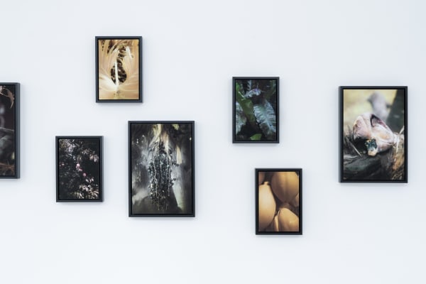 Pongo Strangely Familiar Installation 