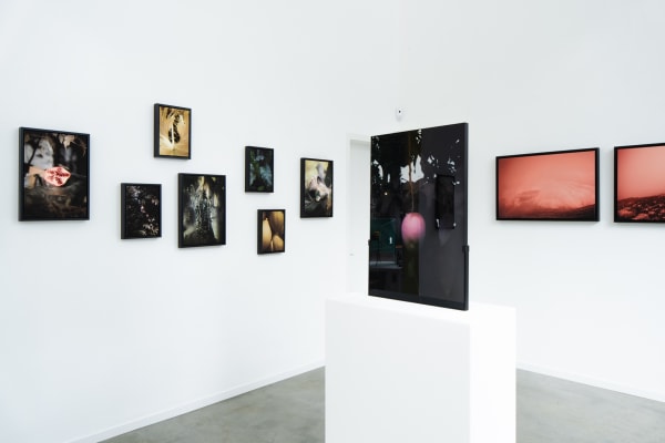 Pongo Strangely Familiar Installation 