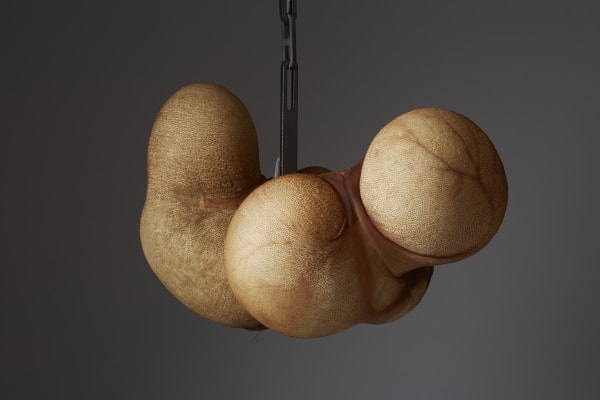 Organ | Michel Bussien, Lisa Wallert & David Taylor