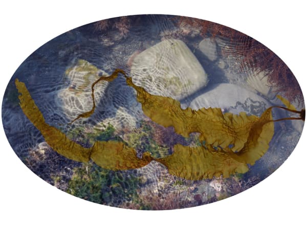 Tide Pool 7, 2014-2015