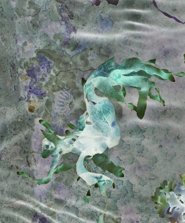 Ocean Flower 4, 2019