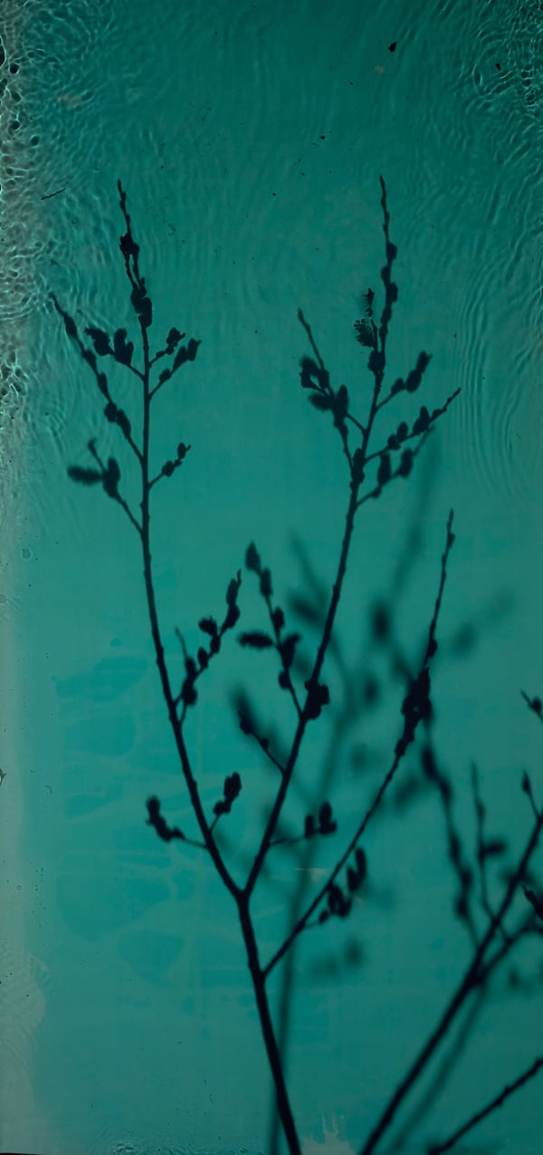 River Taw Willow 3, 1998-2020