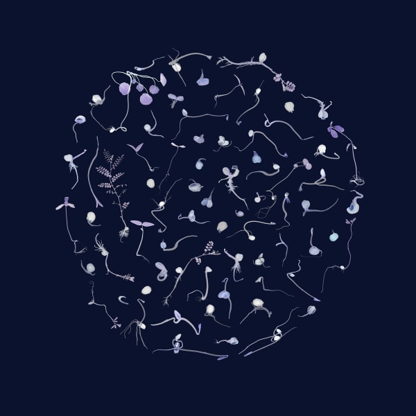 Ocean Flower 10, 2019