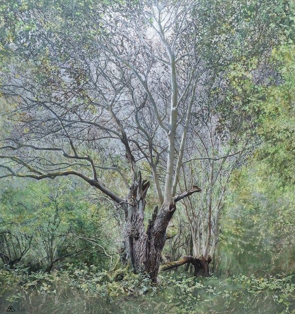 Remnant, two ancient ash pollards