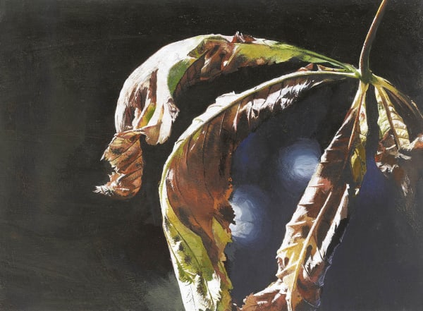 Horse Chestnut leaves, last rays of Summer