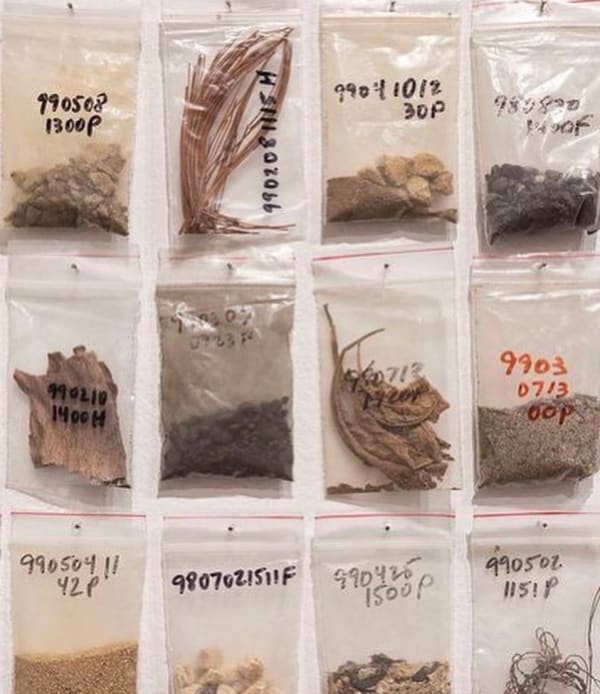small bags of earth collected by the artist Nayda Collazo-Llorens